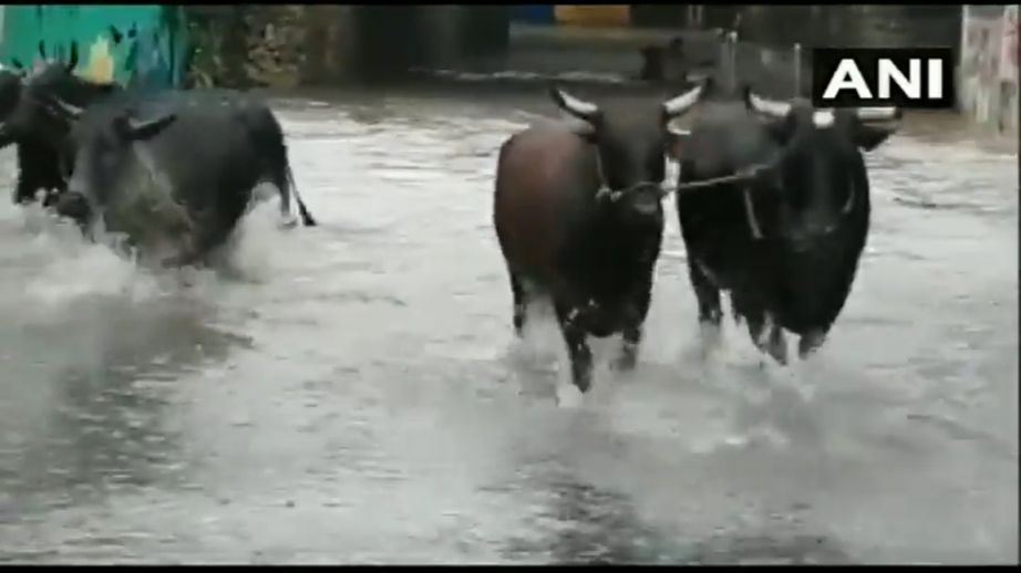 Cows at the flooded Malad Subway (Screenshot of ANI's video)